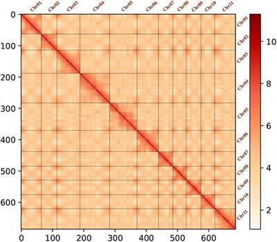 Chromosome-Level Genome Assembly and HazelOmics Database Construction Provides Insights Into Unsaturated Fatty Acid Synthesis and Cold Resistance in Hazelnut (Corylus heterophylla)